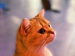 -极木²邸 人与宠物·互动社区