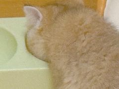 -欣宠猫屋·矮脚拿破仑·蓝金金渐层