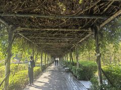 -大屏嶂森林公园