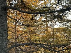 -苏木山森林公园