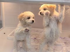 -翊宠yipet猫狗购宠庄园犬舍•猫舍