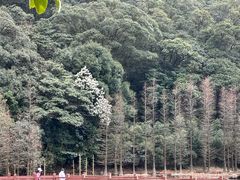 -广州市石门国家森林公园