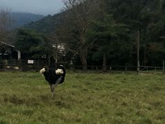 -瑞穗牧场