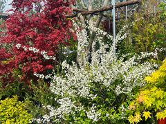 -龙大花卉苗木市场