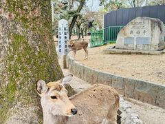 -奈良公园