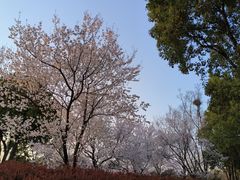 -顾村公园