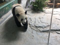 -灵玲国际马戏城