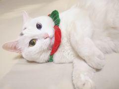 -北京恒爱动物医院(清景园分院)