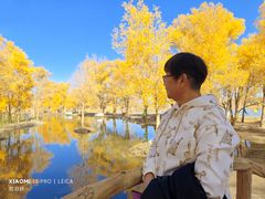 -金塔沙漠胡杨林景区