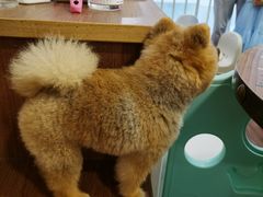 -柯斗斗主题餐厅·狗咖·围炉煮茶·茶饮(国瑞升平里店)