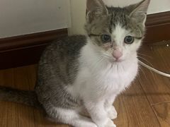 -四月宠物医院·猫专科·心脏专科·内科(转塘店)