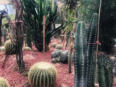 -呀路古热带植物园