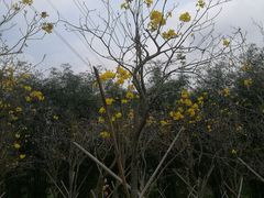 -天适樱花悠乐园