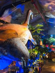 -恐龙探索乐园(磁器口店)