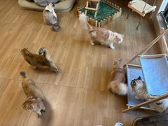 -唐小姐の私宠·宠物洗护美容·撸猫馆·购宠(周浦万达旗舰店)