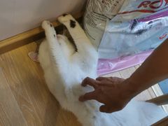 -猫咪派对(江南西店)