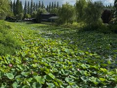 -黄海国家森林公园
