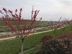-洨河生态公园