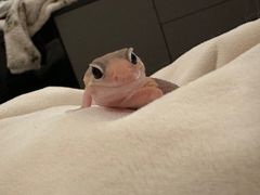 -酷以爬仙阁实体爬宠店·守宫·蜥蜴·专业繁育