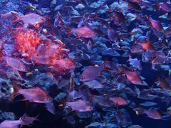 -成都浩海立方海洋公园