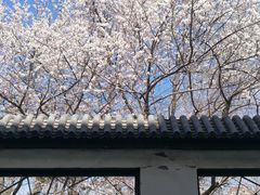 -桃花堤公园