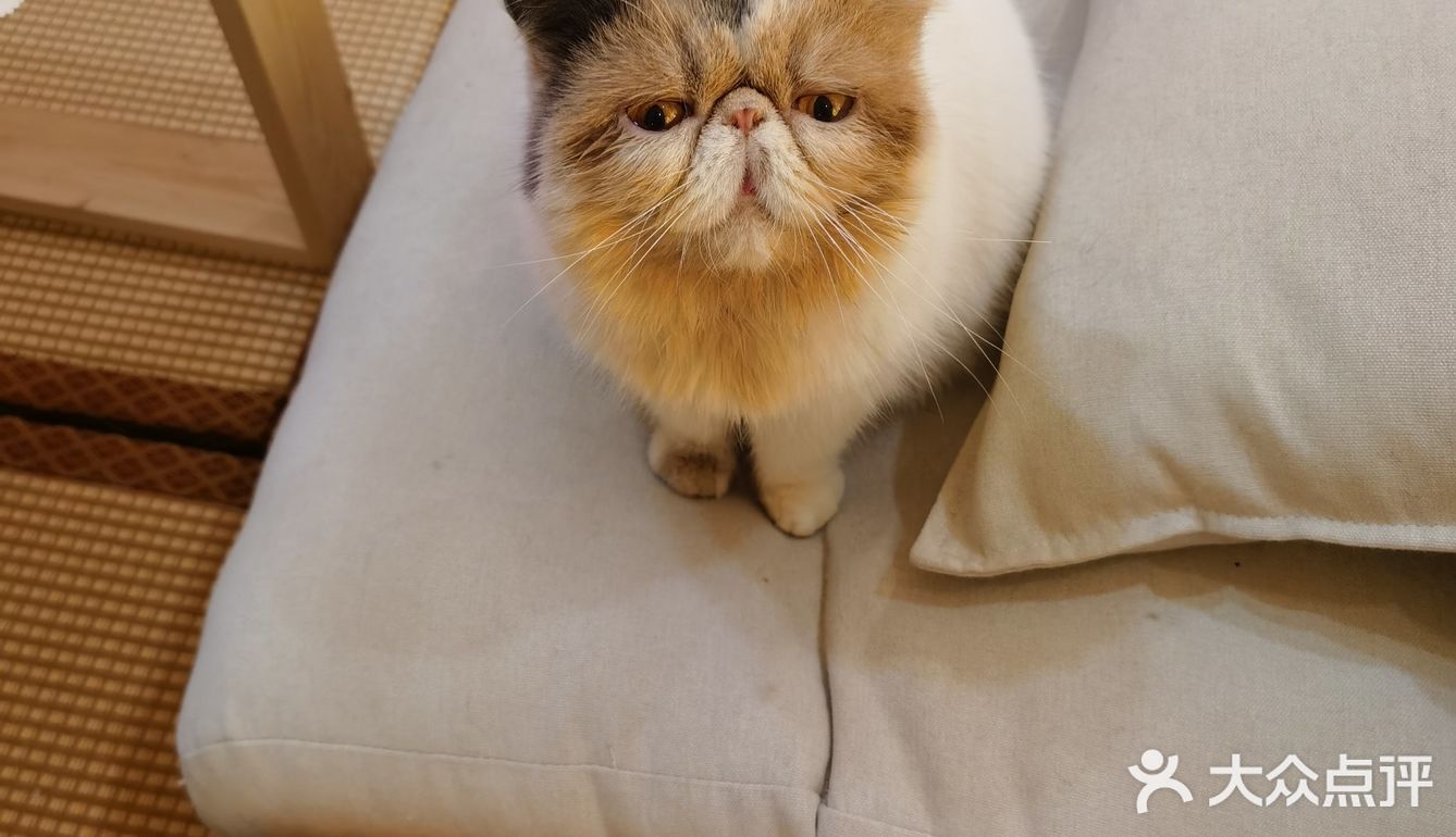 喜欢猫咪不得不来的一家店