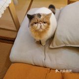 喜欢猫咪不得不来的一家店
