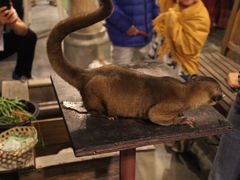 -清迈夜间动物园