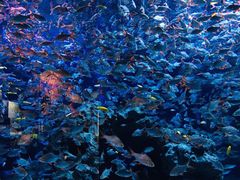 -成都浩海立方海洋公园