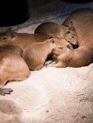 -Zoolung Zoolung动物主题公园(海信广场店)