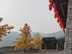 -大唐贡茶院