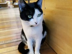 -猫的天空之城概念书店(杭州南宋御街店)