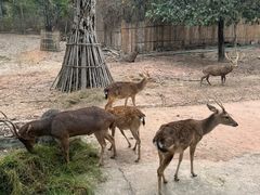 -清迈夜间动物园