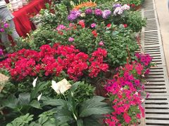 -秦美花卉(天朗·莱茵小城2期店)