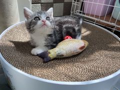 -猫十亿·布偶金渐层·曼基康矮脚猫舍(青年路店)
