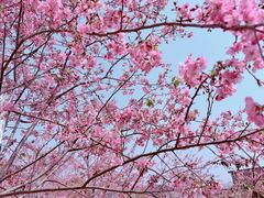 -天适樱花悠乐园