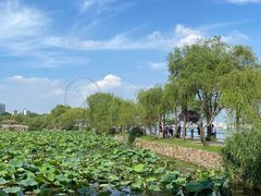 -无锡蠡湖国家湿地公园-蠡园