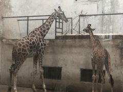 -成都动物园
