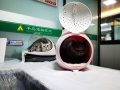 -半岛宠物医院24小时(科华中路店)