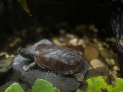 -上海海洋水族馆