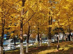 -重庆市江北嘴中央商务区中央公园