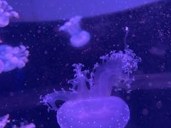 -欢乐海岸海洋奇梦馆