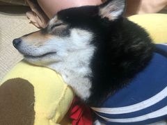 -逗柴咖啡屋·狗咖猫咖宠物桌游
