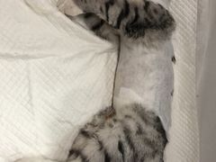 -北京观赏动物医院·24小时大型综合·猫专科·异宠专科
