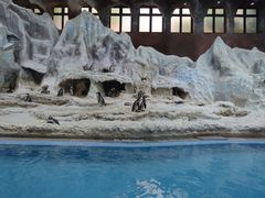 -帝企鹅自助餐厅•儿童岛•真企鹅(长隆企鹅酒店)