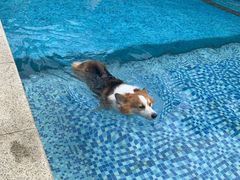 -汪说喵讲宠物乐园宠物酒店(红星美凯龙店)