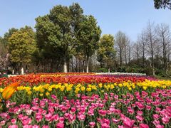 -杭州湾海上花田景区