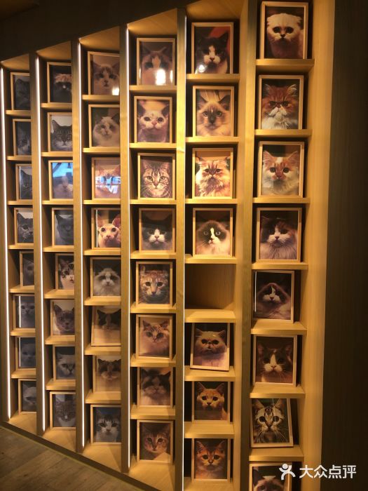 CAT’S MEWSTAR CAFE·喵星球猫屋(晴湾咖啡店)图片