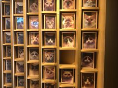 -CAT’S MEWSTAR CAFE·喵星球猫屋(晴湾咖啡店)