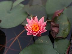 -中国科学院华南植物园